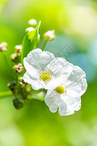 亚马逊河水花 是一朵小花朵 有白花瓣图片