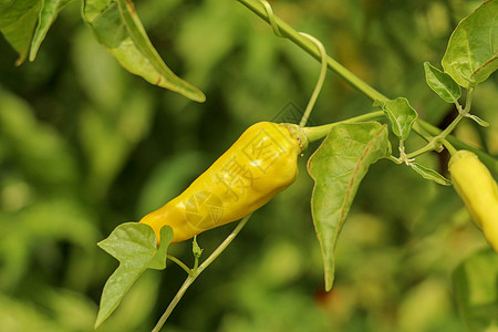 植物上生长的黄色辣椒或辣椒收成农场营养水果农业蔬菜场地食物美食胡椒图片