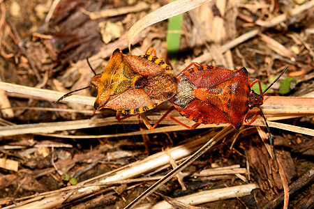 黄色和红森林虫蚂蚁毛虫甲虫漏洞蝴蝶蚊子动物捕食者宏观图片