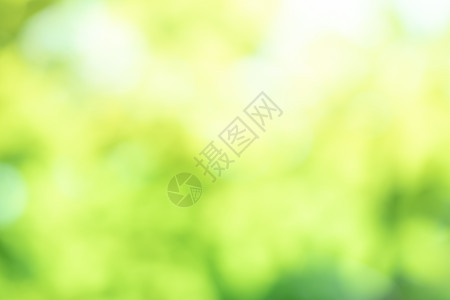 绿色模糊背景抽象光渐变散景自然晴天树叶白色森林坡度墙纸植物黄色叶子树木图片