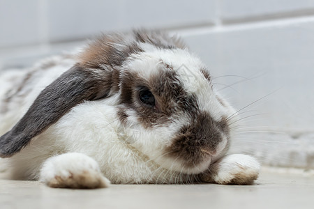 可爱的兔子兔子 白色和棕褐色 躺在地板上野兔宠物动物棕色工作室哺乳动物毛皮礼物背景图片