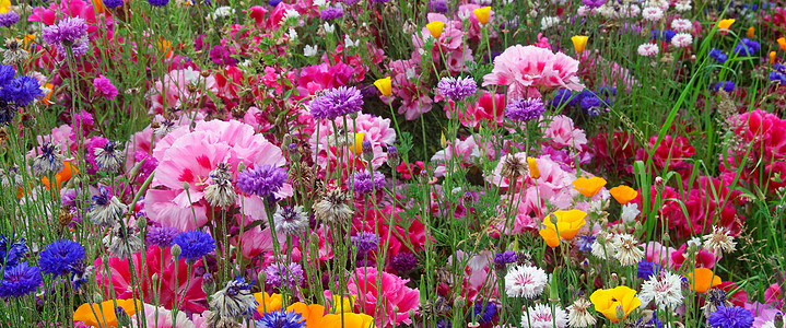 弗洛拉尔季节照顾英语花朵环境种子昆虫小屋花瓣公园图片