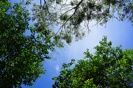 蓝天空下有阳光的自然绿树叶图片