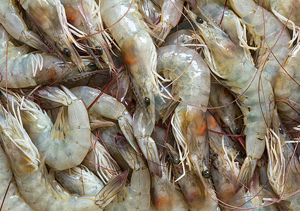新鲜虾背景团体对虾老虎美食国王餐厅饮食烹饪贝类海洋图片