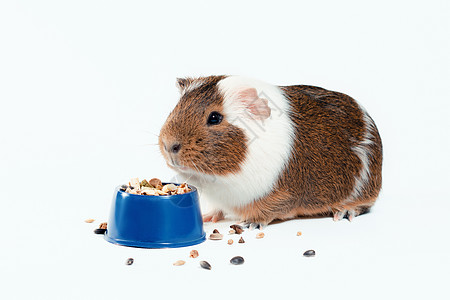 白底蓝碗里的小白猪吃着它的食物营养商城宠物饮食食品棕色蓝色商店动物小碗图片