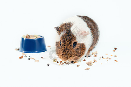白底蓝碗里的小白猪吃着它的食物动物小碗豚鼠白色商城浅色宠物商店棕色背景图片