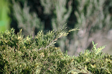 绿树枝特写树叶绿色植物群公园季节云杉花园叶子气候植物图片