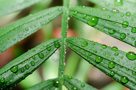 一片热带植物的绿叶 露水滴落特写叶子宏观液体背景花园植物群花艺生长森林生活图片