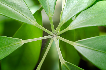 特写热带植物的绿树叶图片
