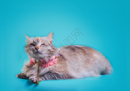 粉红领里的姜青毛小猫 在绿绿绿背景上猫科动物蕾丝衣领宠物项圈玫瑰项链女性图片