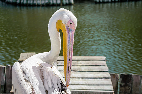 湖上大白清水候鸟异国热带自然环境羽毛动物园情调眼睛水鸟图片