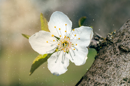 野苹果树在阳光下花朵的巨集照片图片