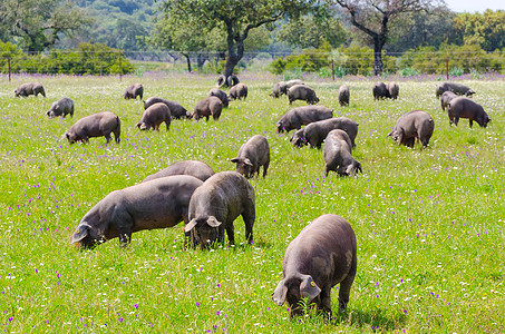 在埃斯特雷马杜拉的Badajoz乡下 猪在农场吃草图片