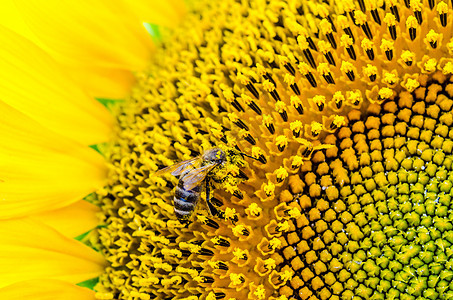 与蜜蜂收集花粉的近距离近距离接近生物学草地动物动物群植物群植物学蜂蜜植物场地昆虫背景图片