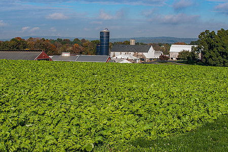 广阔的绿地景观 种植新鲜甘蓝作物绿叶蔬菜生产天空农田风景农场农作物土地生长图片