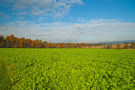 广阔的绿地景观 种植新鲜甘蓝作物旅游农场绿叶农田生长农作物绿色风景生产农业图片
