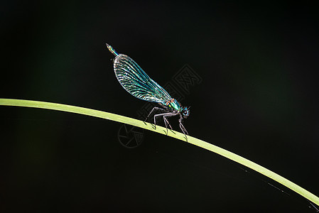 绿落于一片草地上大眼睛翅膀女性昆虫花园绿叶蓝色刀刃蝴蝶叶子图片