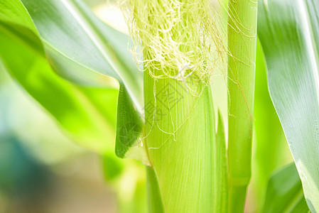 玉米田植物树上的幼玉米  玉米穗坎波麦田生活戏剧性生物主食太阳饲料食物粮食图片