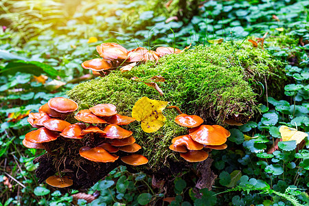 树桩上的蘑菇组图片