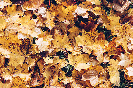 秋天落叶在公园里 长着古老的外观墙纸橙子阳光叶子树叶季节森林晴天自然植物图片