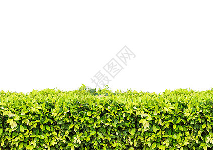 天然绿叶墙和带剪报的白色背景图片