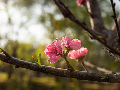 公园树枝上的粉红桃花图片