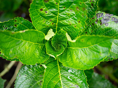 夏日在花园里 新鲜的青菜叶生长树叶植物群花瓣公园花束园艺绣球花叶子美丽图片