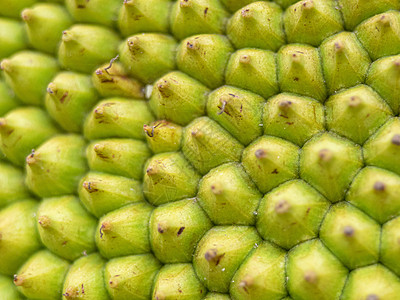 菠萝蜜果皮质地粗糙的绿色表面特写 菠萝蜜果皮质地粗糙的绿色表面特写 周围有小眼形按钮图片