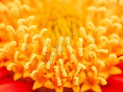 特写红色墨西哥向日葵的花粉图片