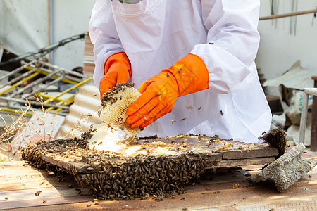 身穿白色防护服的亚洲养蜂人正在处理装满金黄色蜂蜜的蜂巢 养蜂人在花园里采蜜 养蜂概念蜂蜡昆虫手工男人危险农业蜂窝框架蜜蜂沙漠图片