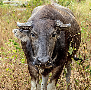 Carabao 的野生水牛角牛喇叭农业奶制品哺乳动物役畜斗牛乡村奶牛牛奶图片