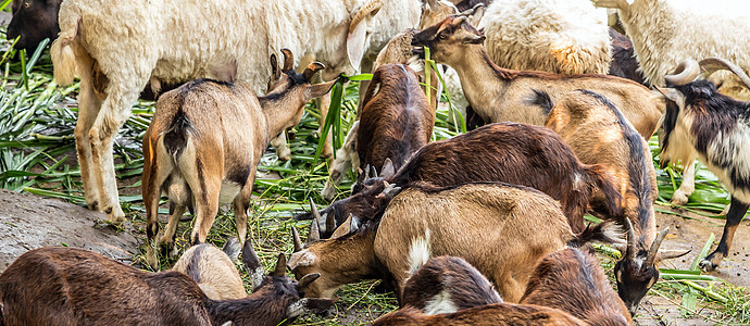 家庭山羊肖像 农场中的山羊农业哺乳动物毛皮家畜配种野生动物内存羊肉卷曲母羊图片