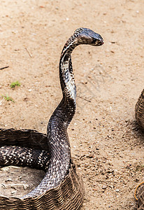 King Cobra蛇 毒蛇蛇图片