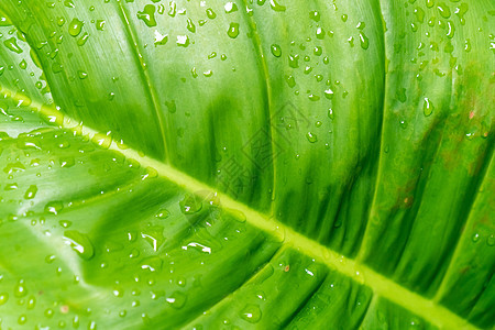 叶子纹理背景上有雨水滴的封闭热带环境墙纸树叶公园香蕉植物静脉棕榈生长生态图片