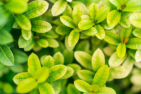 模糊特写绿叶背景植物叶子框架太阳环境阳光公园季节花园木头图片