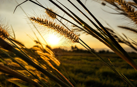 草花的美丽景色与风轻轻吹在 sunse橙子草地花园叶子日落环境季节打击场地太阳图片