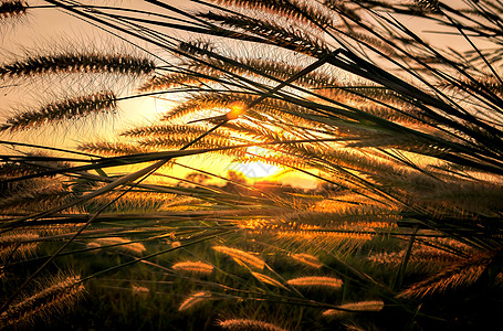 草花的美丽景色与风轻轻吹在 sunse阳光打击晴天植物叶子农村场地植物群生长花园图片