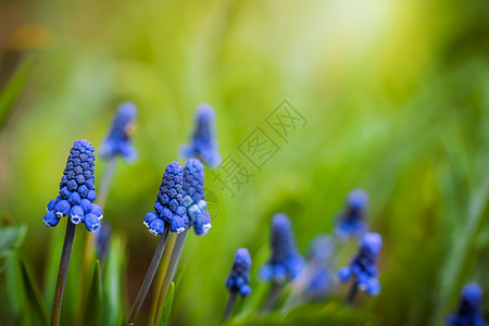 穆斯卡里泉花背景植物植物群紫色蓝色蓝花园林花卉园艺花朵图片