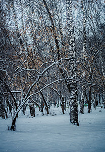 雪上冬季树树枝木头树木季节天气街道暴风雪降雪下雪环境图片