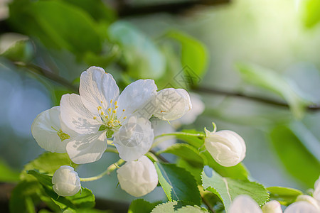 开花的苹果树分枝天空花朵植物白色花卉花瓣绿色植物群季节枝条图片