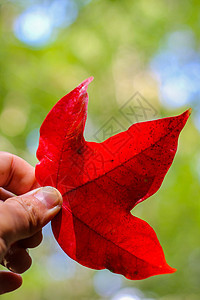 国家公园冬季的红树叶国家森林橙子公园季节树叶环境植物热带叶子图片