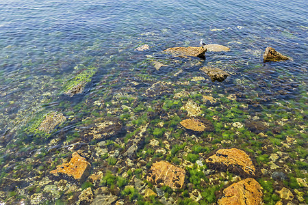 海边悬崖和海藻海岸海岸线风景藻类石头海水海景海滩支撑绿藻图片