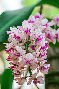 盛大的多彩奢华热带花园叶子植物群兰花生态植物环境紫色图片