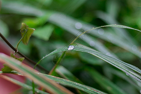 草地上的露珠气泡花园生长植物宏观保健雨滴动物叶子野生动物图片