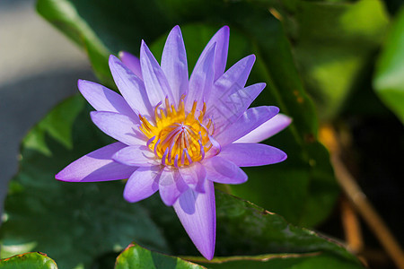 紫色莲花盛开水池荒野池塘温泉园艺荷花季节百合环境蓝色图片