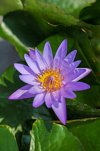 紫色莲花盛开植物环境水池热带植物学叶子植物群园艺花园温泉图片