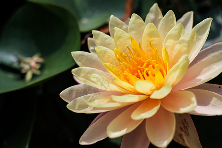 亮橙色莲花百合叶子佛法环境热带花园植物学荷花季节插图图片