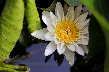 亮橙色莲花环境背景植物百合宏观荷花热带冥想植物学花园图片