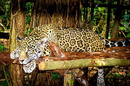 伯利兹丛林中的美洲虎食肉大猫公园保护捕食者豹猫哺乳动物荒野豹属野生动物图片