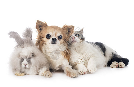 拉比 猫和吉瓦华灰色工作室小猫宠物长发朋友小狗流浪猫英语动物图片